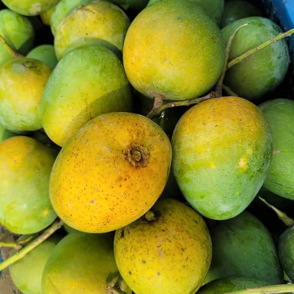Himshagor Mango ( হিমসাগর আম ) [Pre Order]