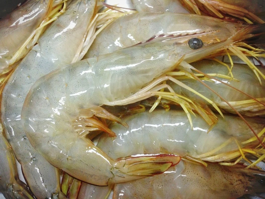 Venami/Whiteleg Shrimp (ভেনামি চিংড়ি)