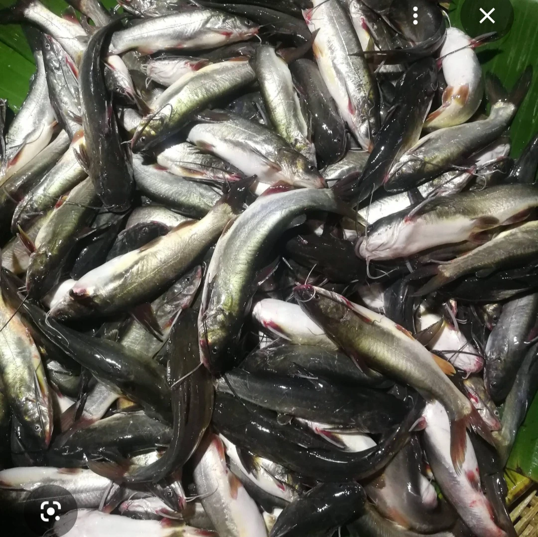 Modhu Tengra Fish (মধু টেংরা মাছ)
