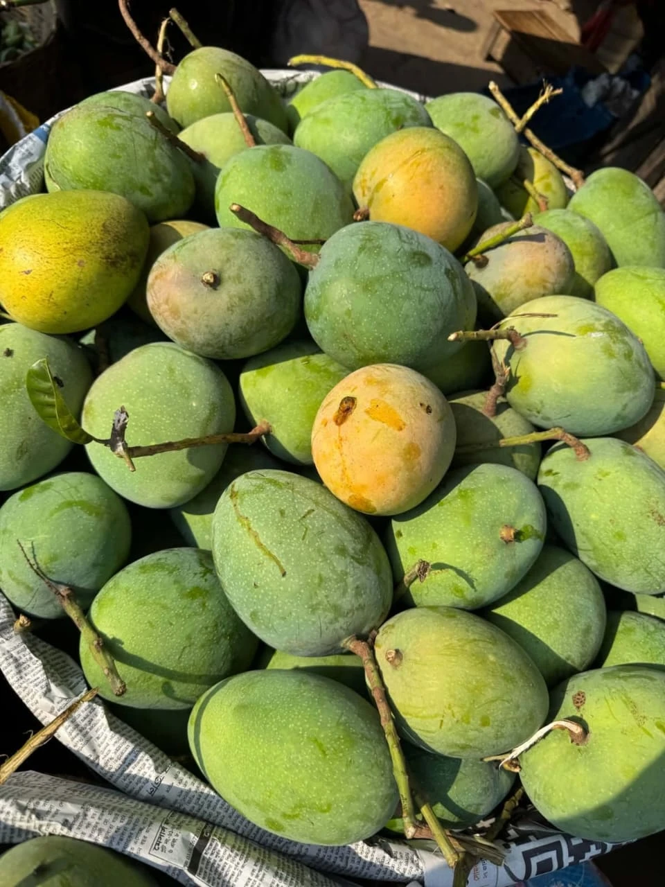 Gobindavog Mango ( গোবিন্দভোগ আম )